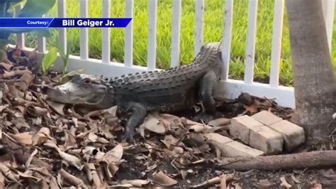 6-foot gator that built nest in Cocoa Beach man’s backyard seen trying to get through fence